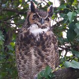 11SB4398 Great-horned Owl
